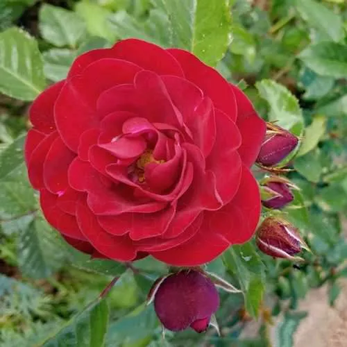 Роза флорибунда КОРДУЛА в Рогачеве