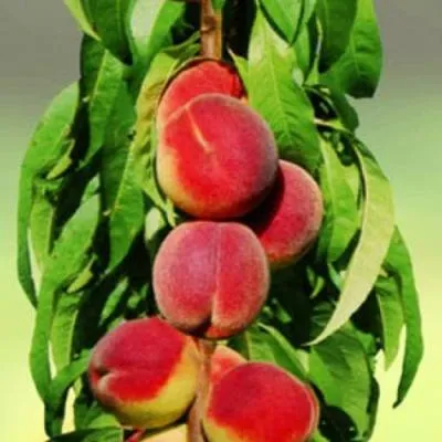 Персик колоновидный в Рогачеве
