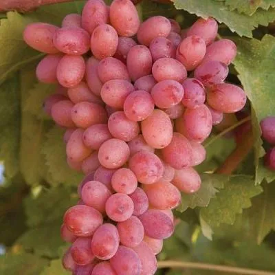 Розовый виноград в Рогачеве
