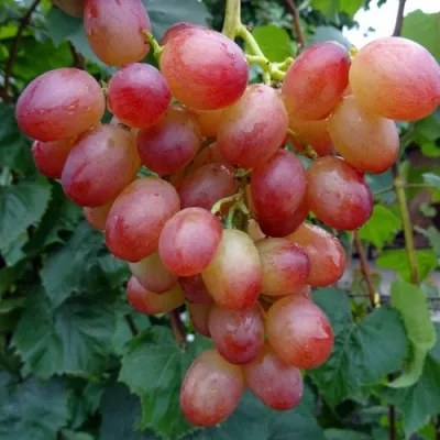 Купить Виноград ЛИВИЯ в Рогачеве - описание, отзывы
