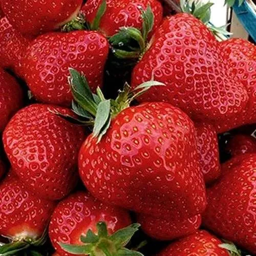 Клубника КЛЕРИ в Рогачеве
