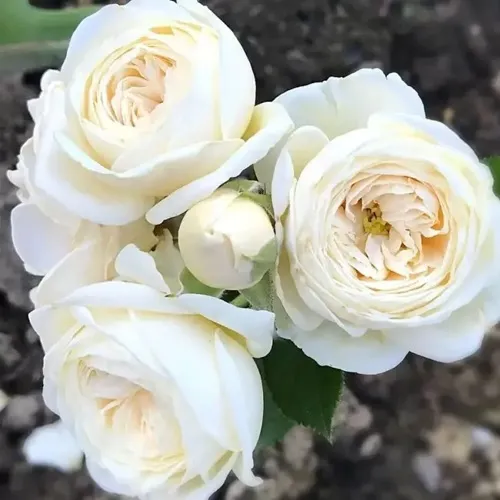 Роза АРТЕМИС шраб в Рогачеве