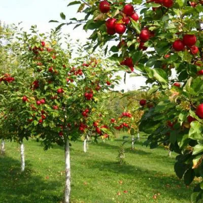 Плодовые деревья в Рогачеве