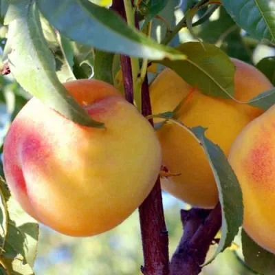 Колонновидные персики в Рогачеве