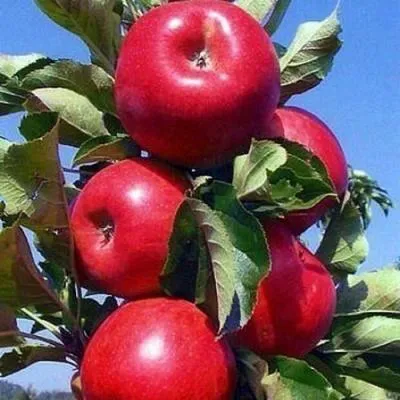 Колонновидные яблони в Рогачеве