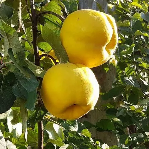 Айва МАРИЯ в Рогачеве