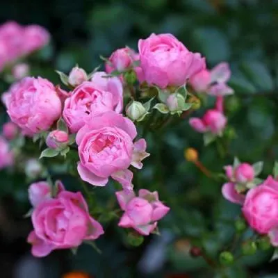 Роза полиантовая в Рогачеве