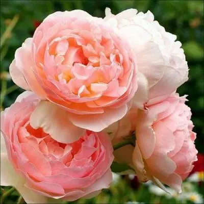 Английская роза в Рогачеве