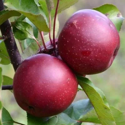 Яблоня красномясая в Рогачеве