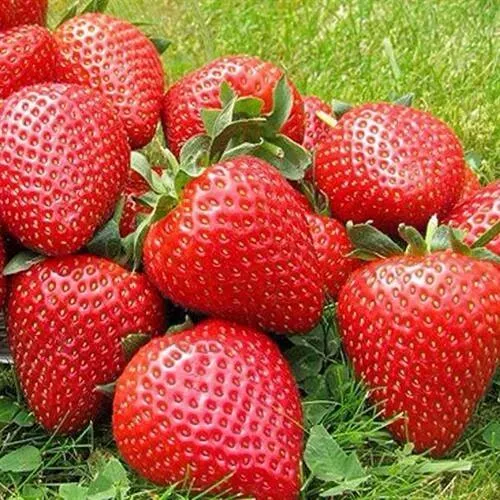 Клубника ЭЛИАНЕ в Рогачеве