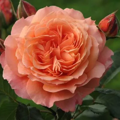 Роза шраб в Рогачеве